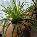 Graslelies, Huis en Inrichting, Ophalen