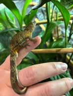 Kameleon gekko / Eurydactilodes agricolae, Dieren en Toebehoren, Reptielen en Amfibieën
