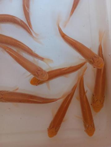 De belles carpes albinos de 15/18 cm mangent des algues et d