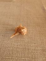 Schelp, Verzamelen, Ophalen of Verzenden