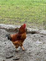 Coq Brahma, Mâle, Poule ou poulet