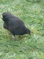Jonge Australorp kippen, Dieren en Toebehoren