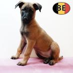 Alerte en loyale Mechelse Herder pups, Dieren en Toebehoren, België, Handelaar, CDV (hondenziekte), 8 tot 15 weken