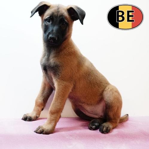 Alerte en loyale Mechelse Herder pups, Dieren en Toebehoren, Honden | Herdershonden en Veedrijvers, Meerdere dieren, Herder, Handelaar