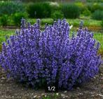 Nepeta racemosa 'Grog', Tuin en Terras, Ophalen, Vaste plant, Bodembedekkers, Volle zon