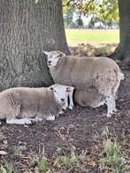 Schaap bokken!, Dieren en Toebehoren, Schapen, Geiten en Varkens, Mannelijk, Schaap, 0 tot 2 jaar