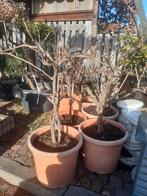 rode wijndruif stokken, Tuin en Terras, Ophalen of Verzenden, Vaste plant, Fruitplanten, Volle zon