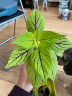 Coleus (siernetel), Huis en Inrichting, Kamerplanten, Overige soorten, Ophalen of Verzenden, In pot, Minder dan 100 cm