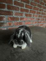 Nederlandse hangoor dwerg baby’s, Dieren en Toebehoren, Konijnen, Dwerg, Hangoor