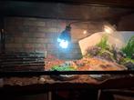 Tortue hermann a vendre avec terrariums plus matériels, Animaux & Accessoires, Enlèvement, Comme neuf, Terrarium ou Paludarium