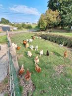 Poules / coqs à vendre, Enlèvement ou Envoi