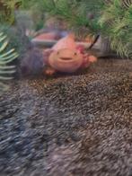 Aquarium met filter en axolotls, Enlèvement