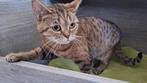 Herplaatser, Poes, Gechipt, 6 jaar of ouder