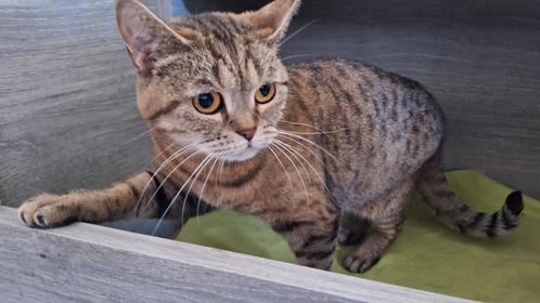 Herplaatser, Dieren en Toebehoren, Katten en Kittens | Raskatten | Korthaar, Poes, 6 jaar of ouder, Met stamboom, Gechipt, Ontwormd