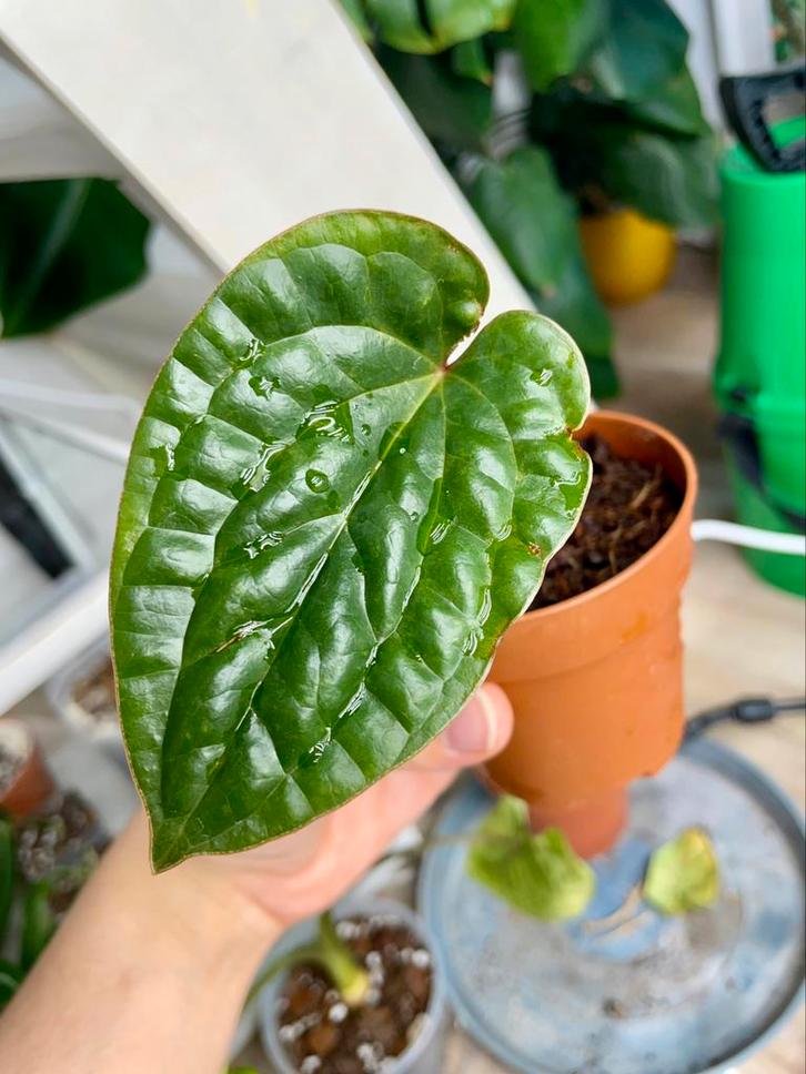 Anthurium radicans x luxurians, Huis en Inrichting, Kamerplanten, Ophalen of Verzenden