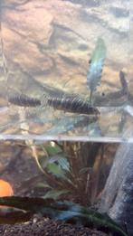 2 X Botia Striata, Dieren en Toebehoren, Vissen | Aquariumvissen, Vis, Zoetwatervis