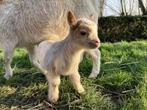 Dwerggeit te koop, Dieren en Toebehoren, Schapen, Geiten en Varkens, Vrouwelijk, Geit, 0 tot 2 jaar
