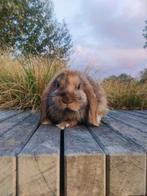 Minilop rammelaar te koop!!, Dieren en Toebehoren