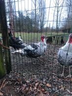 Ronquiere kalkoen, Dieren en Toebehoren, Mannelijk, Kalkoen
