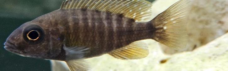 Aulonocara baenschi benga malawi cichliden, Dieren en Toebehoren, Vissen | Aquariumvissen, Zoetwatervis, Vis
