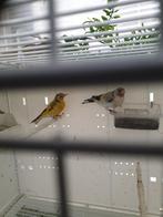 distelvink, Dieren en Toebehoren, Vogels | Overige Vogels, Mannelijk, Geringd