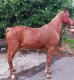 Pony 7 jaar om te beleren +-1m43 equipas, Dieren en Toebehoren, Pony's, Ontwormd