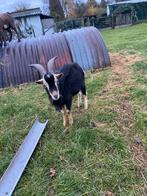 Mooie bok, Dieren en Toebehoren, Schapen, Geiten en Varkens, Mannelijk, Geit