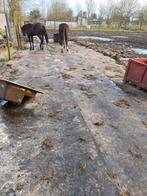 Slijk beu in paddock/rubbermatten leggen