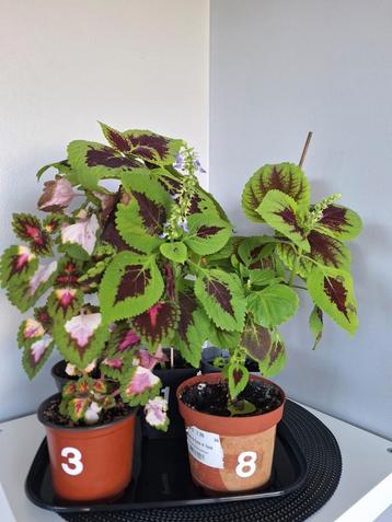 Kleurrijke siernetels,coleus beschikbaar voor biedingen