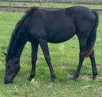 Merrie van 2024 en hengst van 2023, Dieren en Toebehoren, Paarden, Merrie, Met stamboom, Dressuurpaard, 0 tot 2 jaar