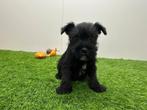 Chiots Schnauzer Nain - noir, Animaux & Accessoires, Hépatite contagieuse (maladie de Rubarth), Plusieurs, Belgique, Plusieurs animaux