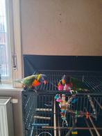 Couple loriquet 350€, Animaux & Accessoires