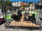 3 Antwerpse Baardkrielen (hanen), Meerdere dieren, Kip