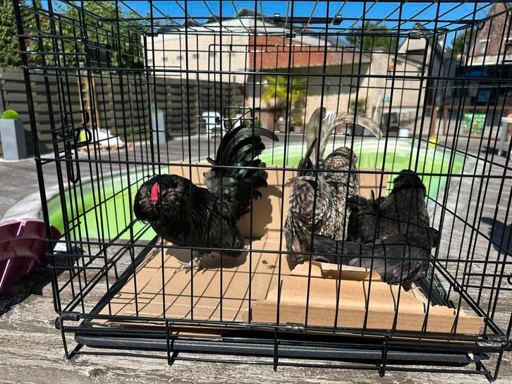 3 Antwerpse Baardkrielen (hanen), Dieren en Toebehoren, Pluimvee, Kip, Meerdere dieren