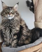 Maine coon poes met stamboom - Herplaatser, Poes, Met stamboom, 3 tot 5 jaar