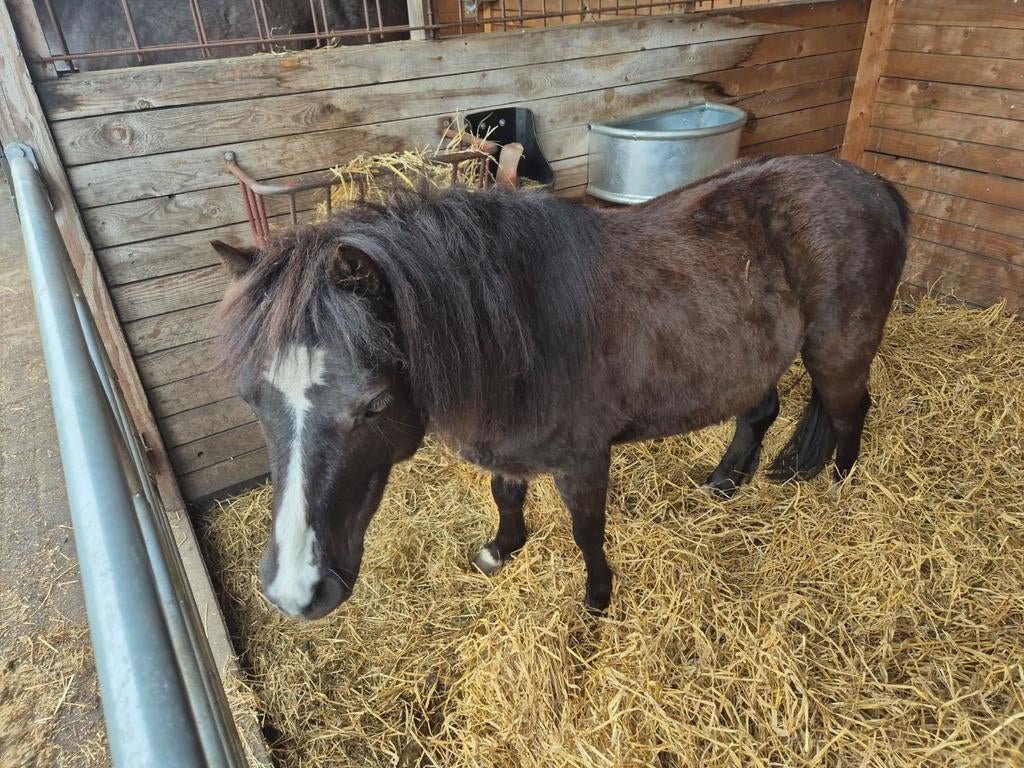 Welsh A pony merrie, Dieren en Toebehoren, Paarden en Pony's | Verzorgingsproducten, Ophalen