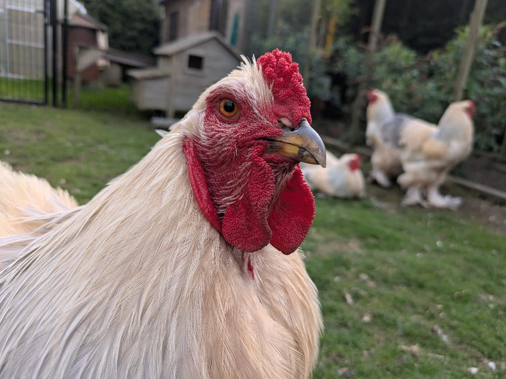 2x Brahma Isabel hanen – rustig, mooi ras – €15/stuk, Animaux & Accessoires, Volatiles, Poule ou poulet, Mâle