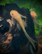 Ancistrus super red longfins, Dieren en Toebehoren, Vissen | Aquariumvissen, Vis, Zoetwatervis