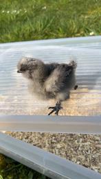 Poussins à soie des États-Unis, Sexe inconnu