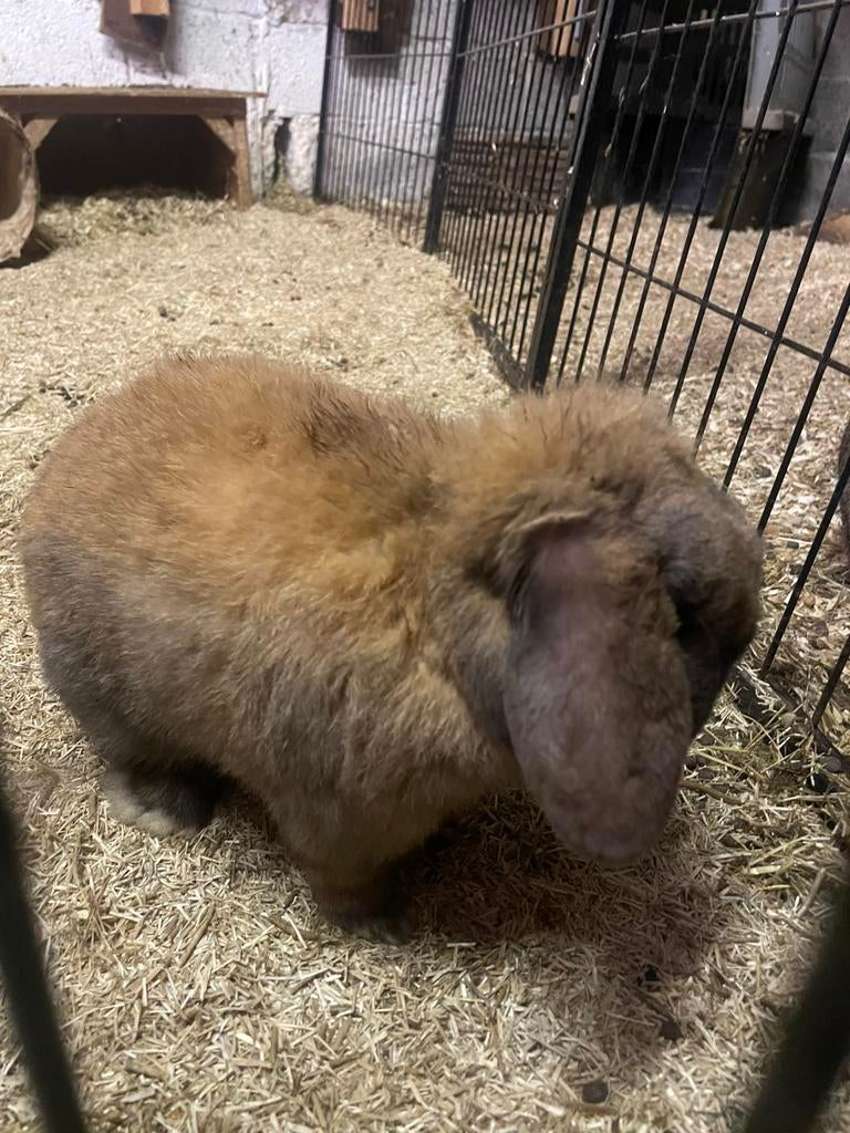 Dwergkonijnen, Dieren en Toebehoren, Konijnen