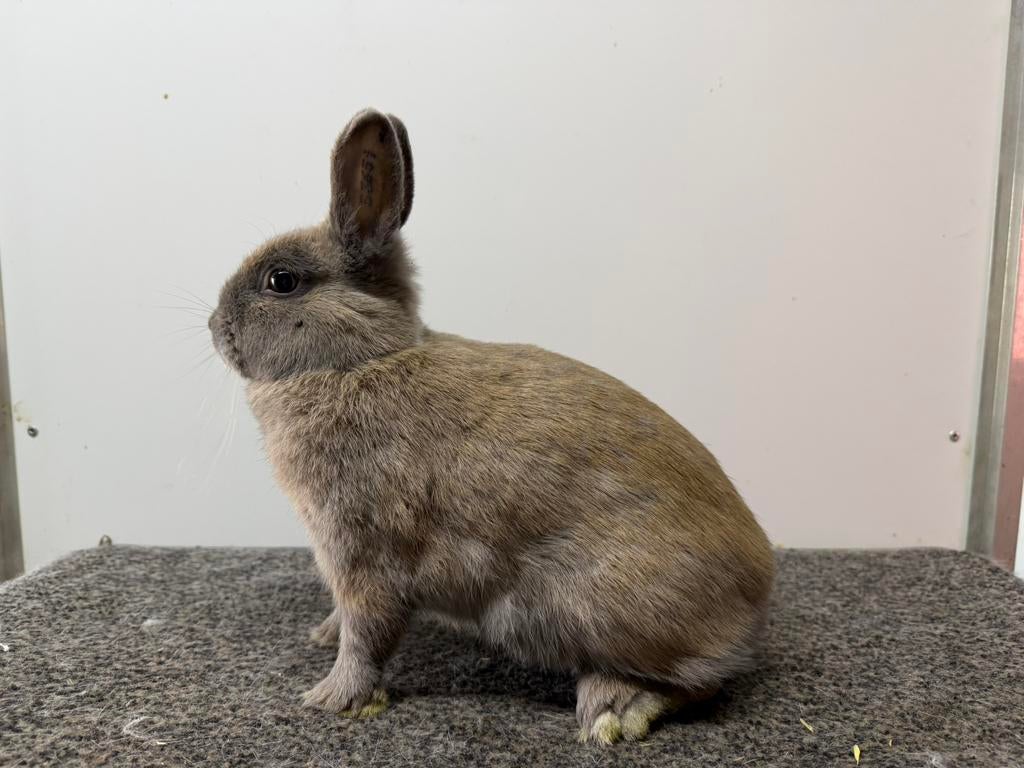 Dwergvlinder voedster isabella, Dieren en Toebehoren, Konijnen