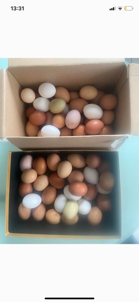 Bio eieren 10 stuks 4€, Dieren en Toebehoren, Pluimvee