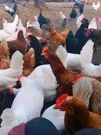 meilleur prix / qualité poules poules pondeuses & d'ornement, Femelle, Poule ou poulet