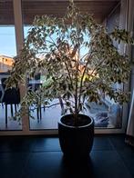 Ficus in pot, Huis en Inrichting, Kamerplanten, Ophalen, Ficus