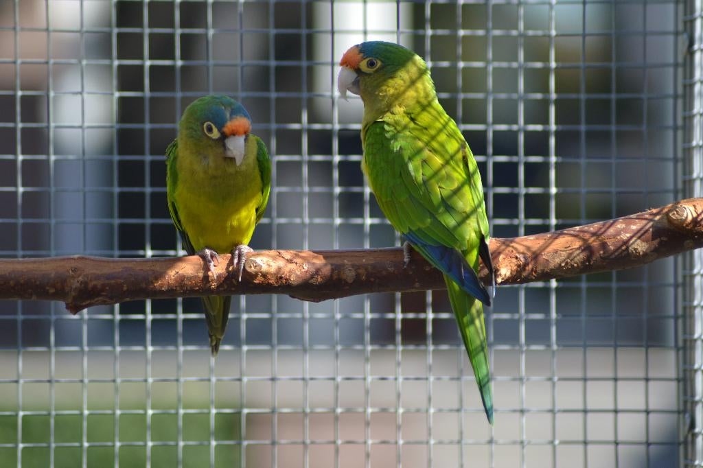 Eupsittula canicularis eburnirostrum (Petz Aratinga), Animaux & Accessoires, Oiseaux | Perruches & Perroquets, Plusieurs animaux