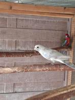 Pennant '25, Dieren en Toebehoren, Vogels | Parkieten en Papegaaien, Geringd
