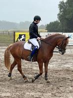 Zeer brave ruin zoekt vijf sterren, Dieren en Toebehoren, Met stamboom, Ruin, Zadelmak, 3 tot 6 jaar