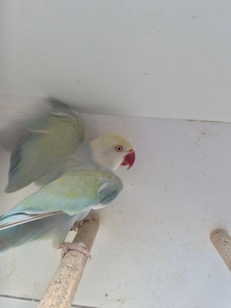 Halsband pop vast geringt, Animaux & Accessoires, Oiseaux | Cages & Volières, Enlèvement