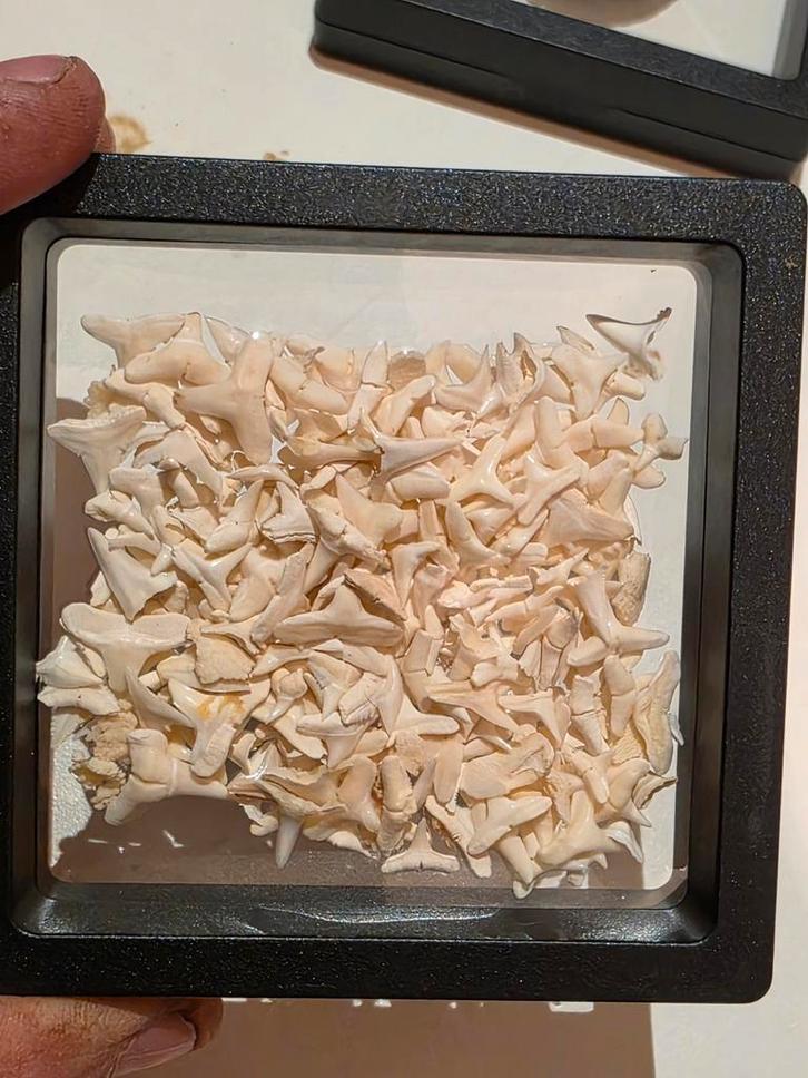 Beaucoup de petites dents de requin récentes d'Australie., Collections, Minéraux & Fossiles, Fossile, Enlèvement ou Envoi