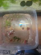 Roze posthoornslakken, Dieren en Toebehoren